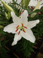 [4334 Meriva TL VZ No02.JPG]